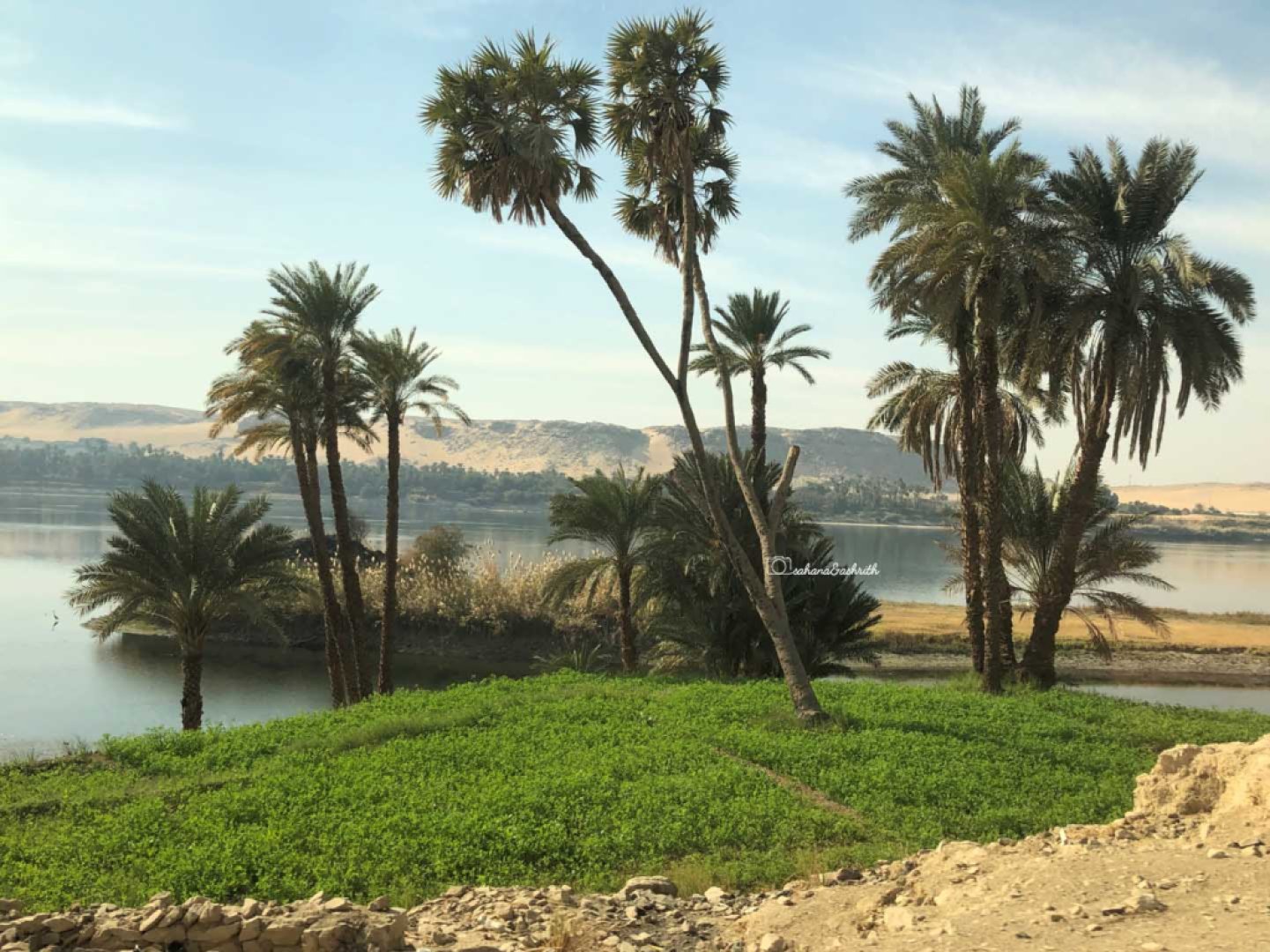 Palm trees by the riverside with sanddunes in the background at Egypt