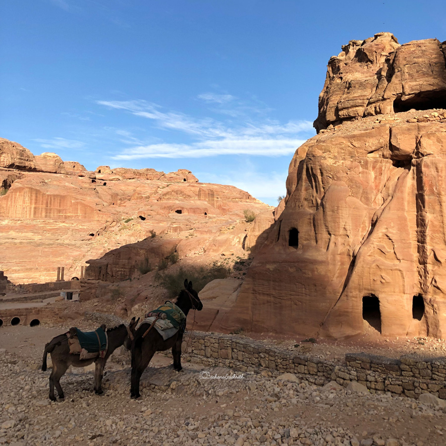 Mules walking inside Jordan's Petra archeological park