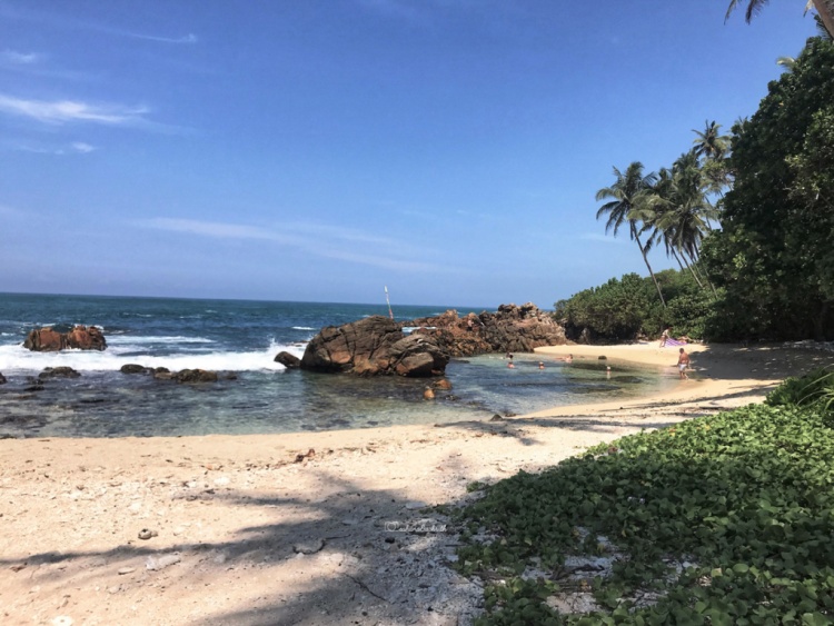 coconut trees  bent towards the ocean at secret beach in mirissa