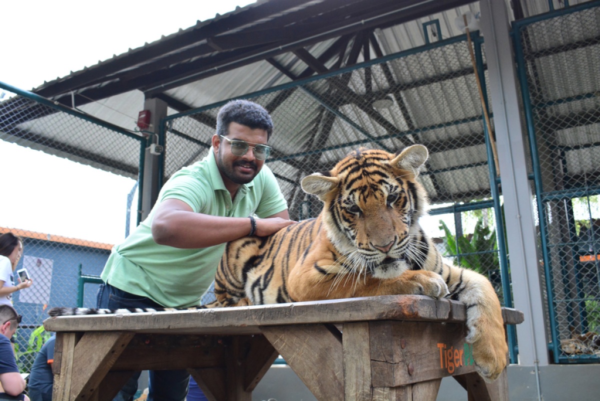 Indian man touching tiger at pattaya tiger park