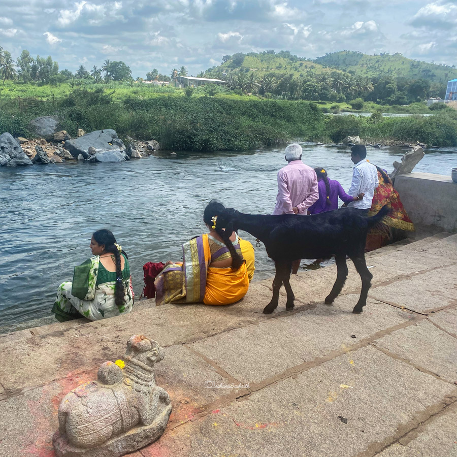 Indian women in saree sitting by the riverside while  a goat is eating jasmine flower from lady's hair