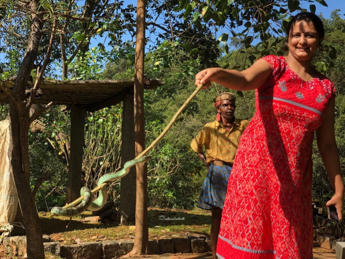 Indian woman wearing red kurtha catching a wild snake in the forest