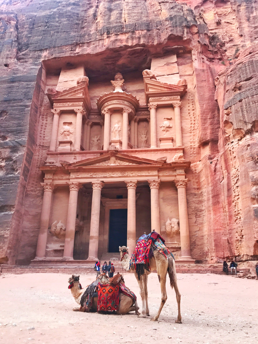 Camels standing in front of the treasury early in the mornings at Petra
