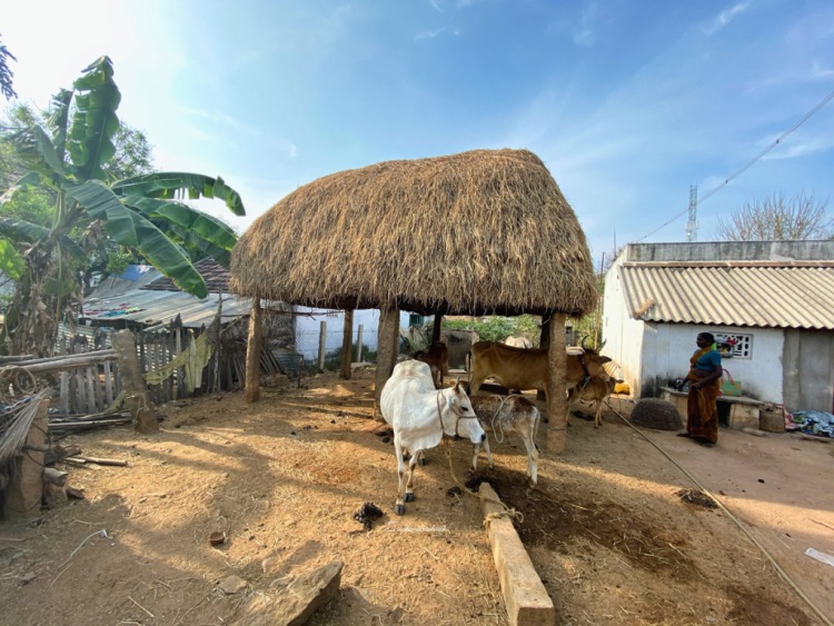Cowshed in an indian village with white cow eating dry grass