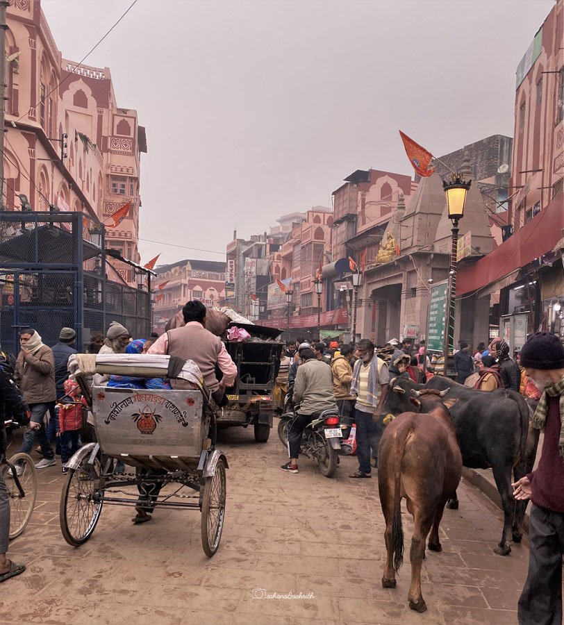 A Cycle rickshaw, two cows and millions of people in Varanasi street.